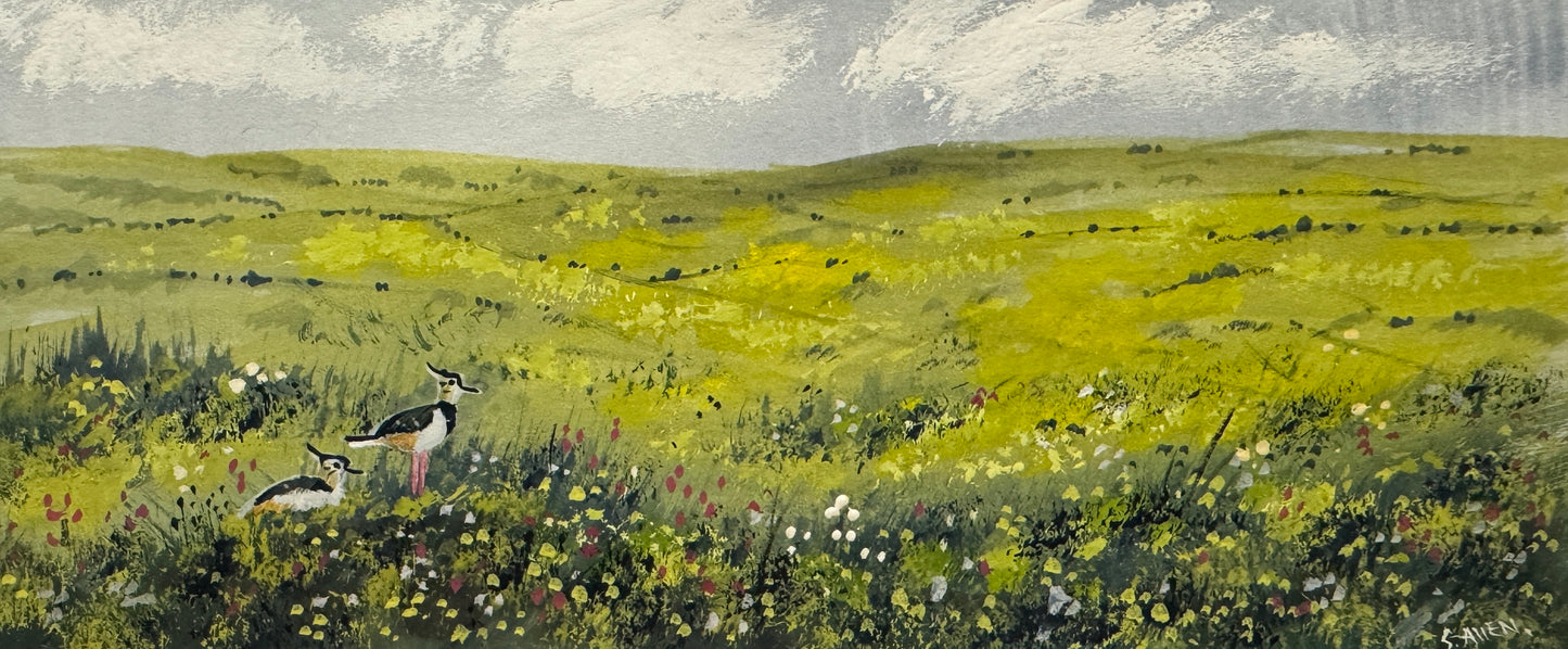Lapwings Watercolour painting by Stephen Allen )